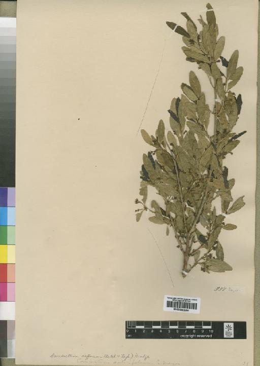 Combretum salicifolium - BM000902280