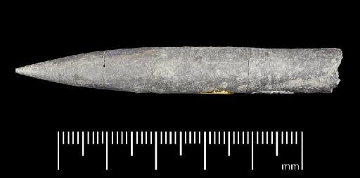 Simpsonibelus expansus (Simpson) - PI CC 1314 - belemnite