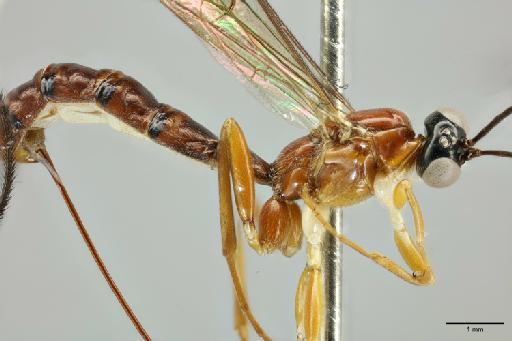 Anastelgis imposiblita Gauld, I.D., 2000 - 010824761_Anastelgis_imposibilita_HT_propodium_lateral_view [at an angle]