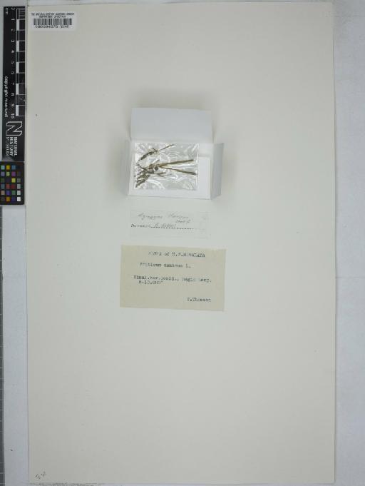 Elymus thomsonii (Hook.f.) Melderis - 000064675