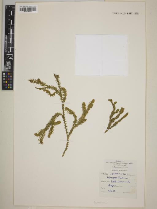 Lycopodium annotinum L. - 000995805