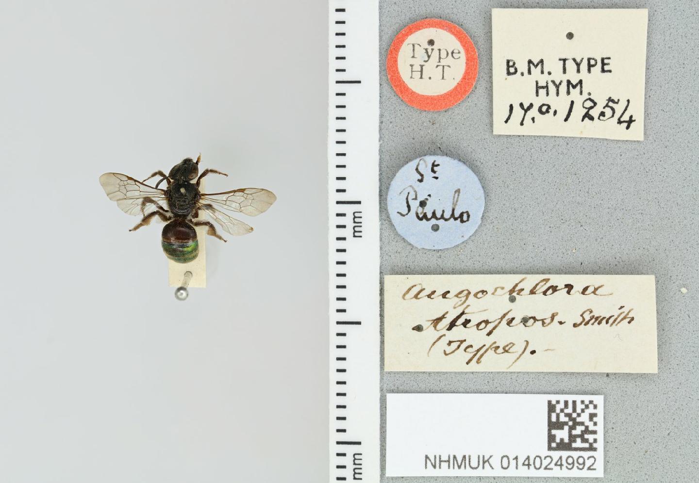 Augochloropsis atropos