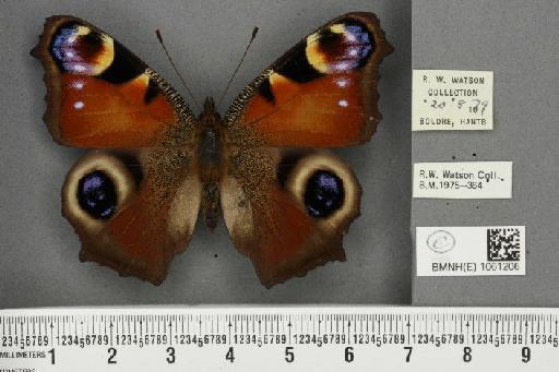 Aglais io (Linnaeus, 1758) - BMNHE_1061206_21722