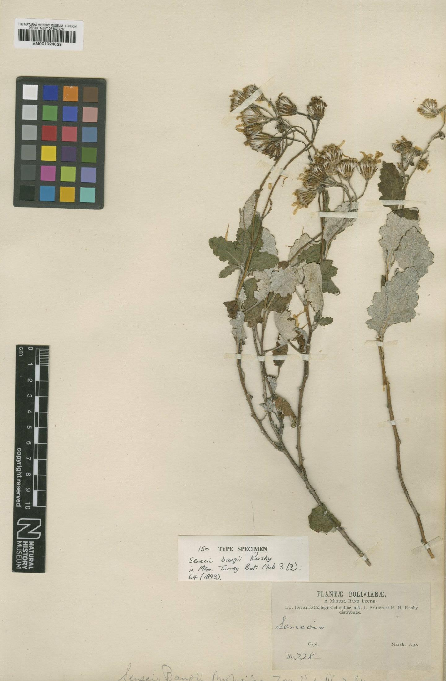 To NHMUK collection (Senecio bangii Rusby; Isotype; NHMUK:ecatalogue:621864)