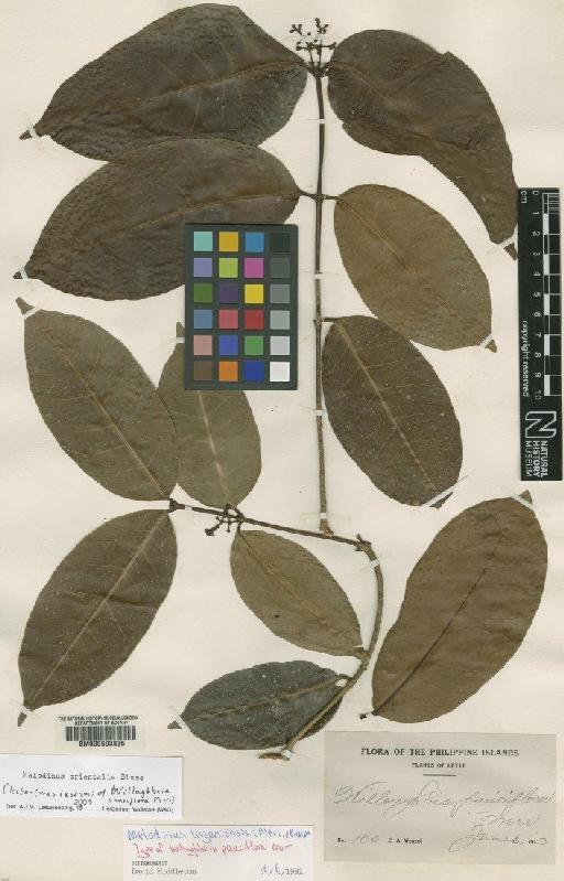 Melodinus orientalis Blume - BM000603835