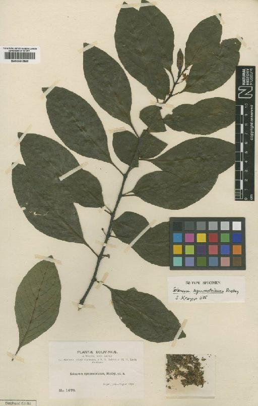 Solanum symmetricum Rusby - BM000815926