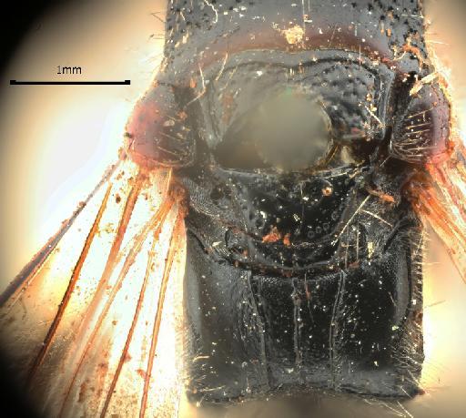 Tiphia natalensis Smith, 1879 - 015213418_Tiphia_natalensis_lectotype_mesosoma_1