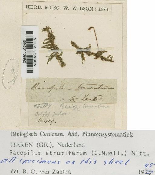 Racopilum strumiferum (Müll.Hal.) Mitt. - BM001109926