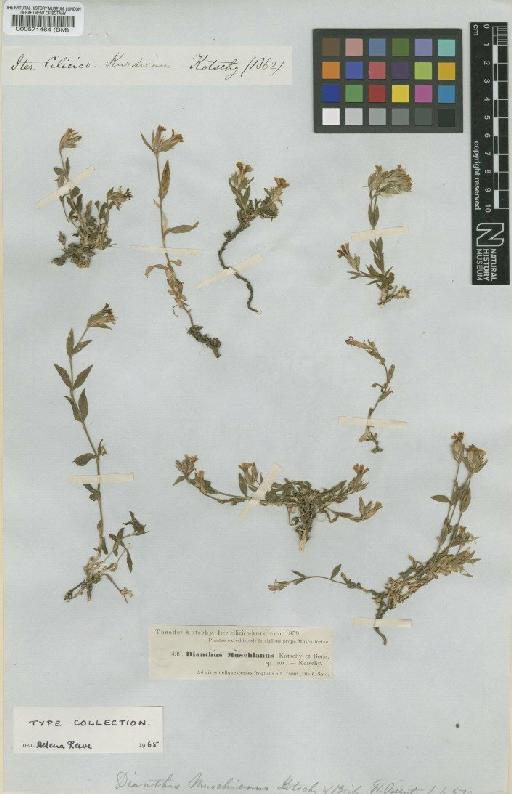 Dianthus muschianus Kotschy & Boiss. - BM000571464