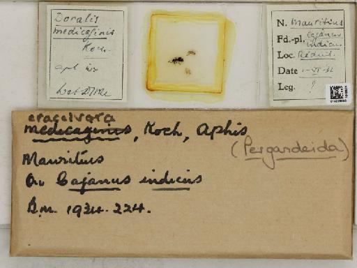 Aphis (Pergandeida) craccivora Koch, 1854 - 014229600_112534_1093106_157799_NoStatus