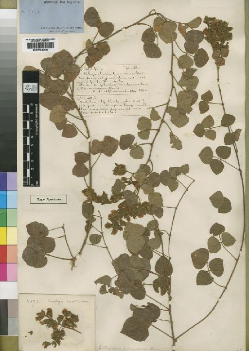 Rhynchosia procurrens (Hiern) K.Schum. - BM000842598