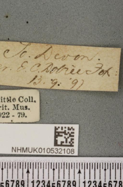 Hoplodrina ambigua (Denis & Schiffermüller, 1775) - NHMUK_010532108_label_586045