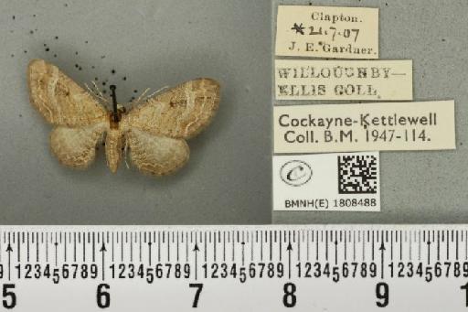 Eupithecia simpliciata (Haworth, 1809) - BMNHE_1808488_385921