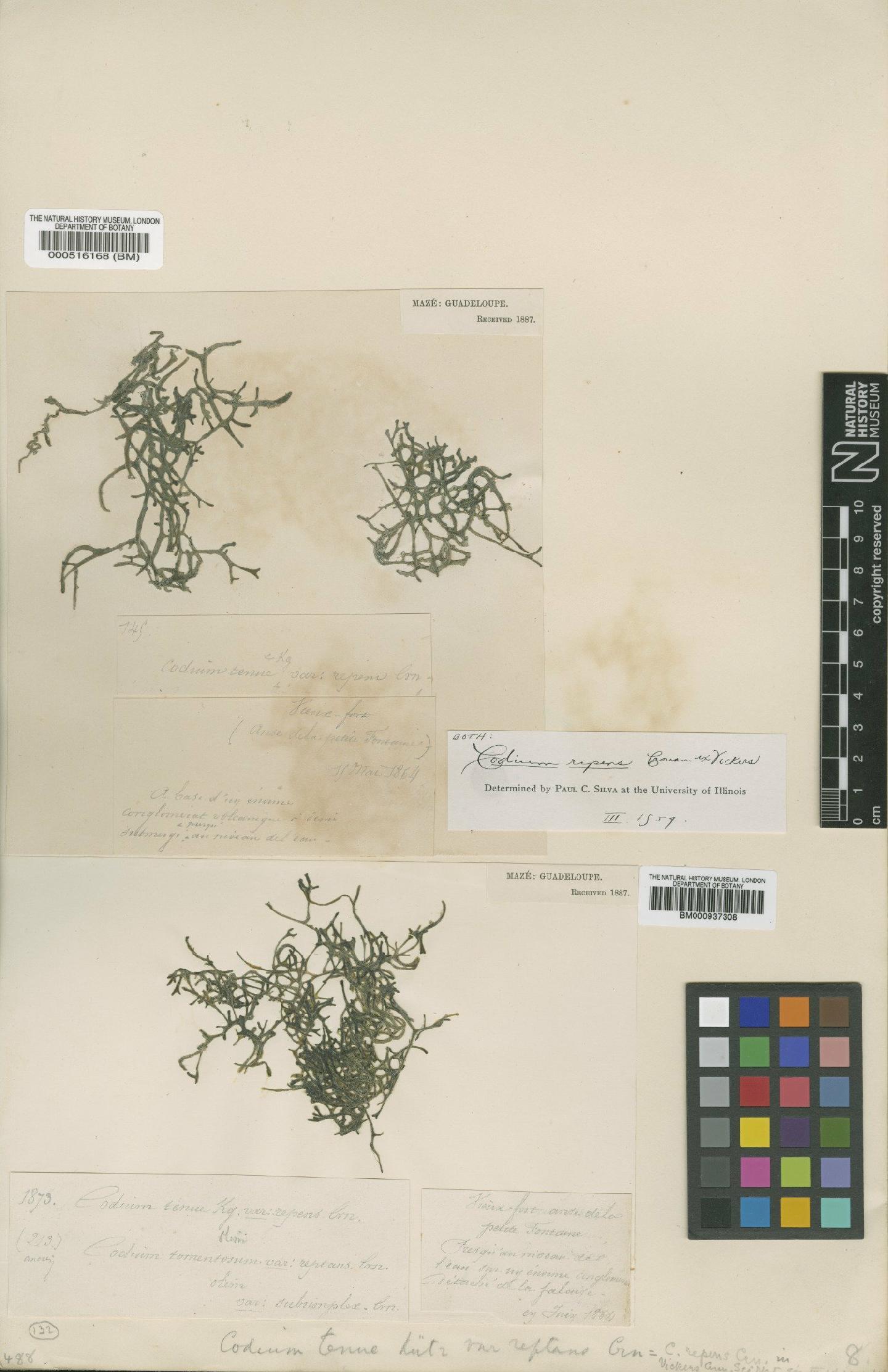 To NHMUK collection (Codium repens P.Crouan & H.Crouan; TYPE; NHMUK:ecatalogue:4830776)