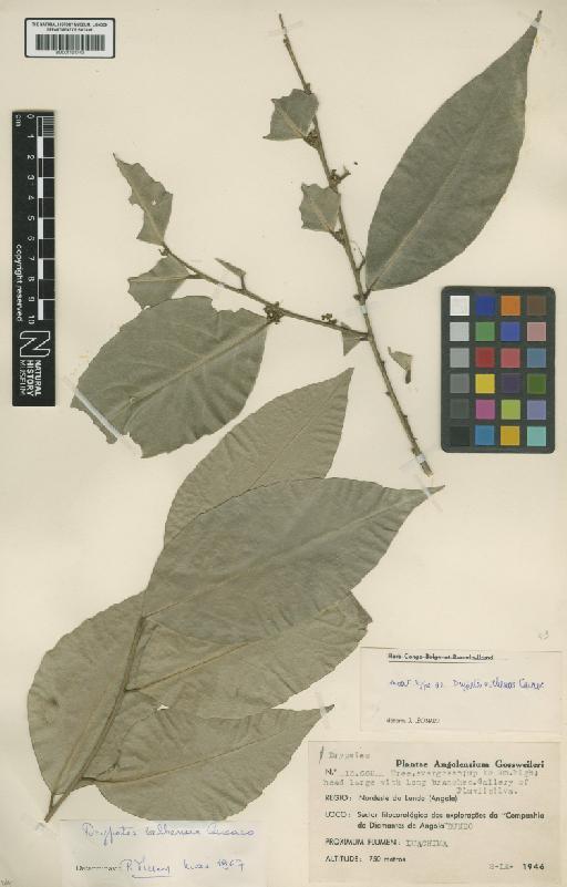 Drypetes vilhenae Cavaco - BM001191749