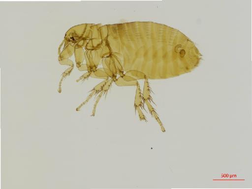 Tetrapsyllus bleptus Jordan & Rothschild, N. C., 1923 - 010179223_specimen