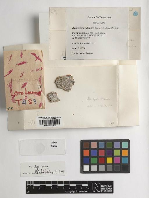 Bactrospora subdryina Sparrius, Saipunk. & Wolseley - BM000764065