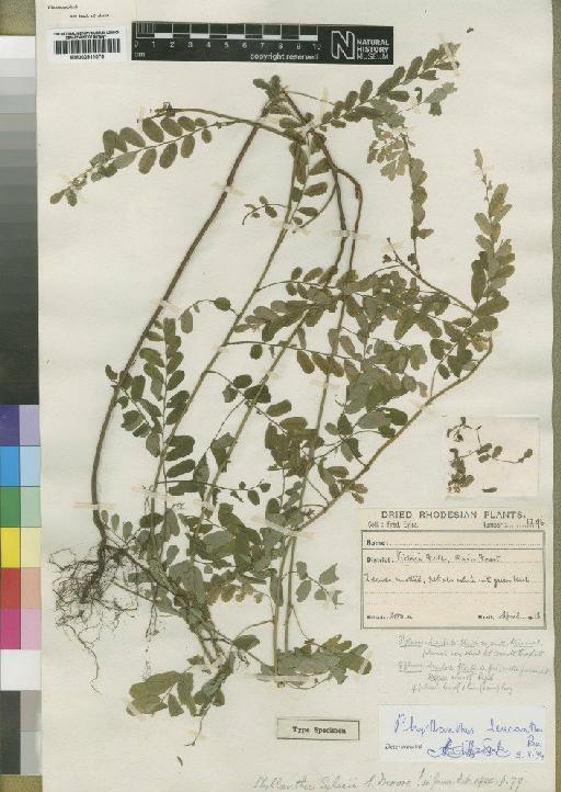 Phyllanthus leucanthus Pax - BM000911076