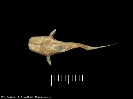 Pseudopimelodus sp - BMNH 1974.5.22.116, Pseudopimelodus sp, ventral