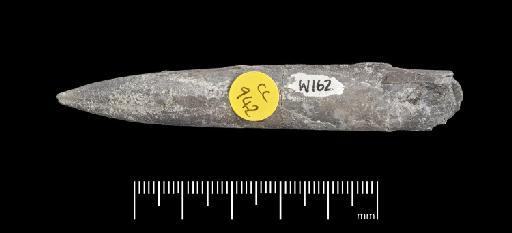 Acrocoelites (Odontobelus) tricissus (Janensch) - PI CC  942 - belemnite