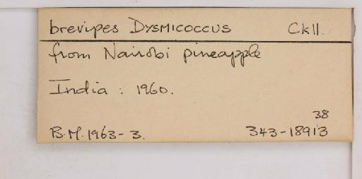 Dysmicoccus brevipes Cockerell, 1893 - 010715072_additional