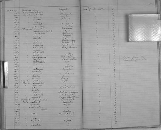 Planorbis maya subterclass Tectipleura Morelet, 1849 - Zoology Accessions Register: Mollusca: 1884 - 1893: page 235