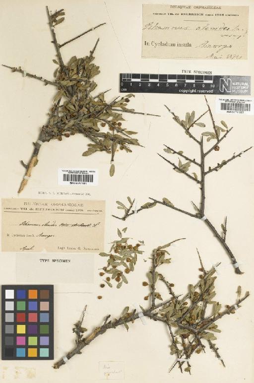 Rhamnus lycioides subsp. oleoides (L.) Jahand. & Maire - BM000751581