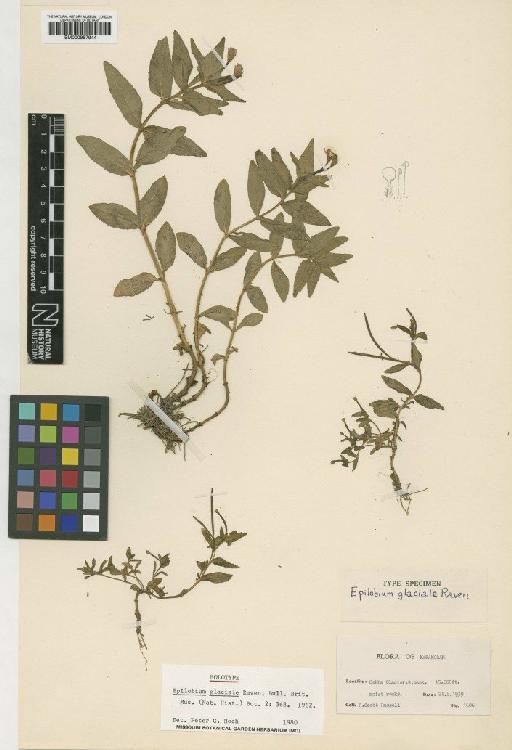 Epilobium glaciale P.H.Raven - BM000957944