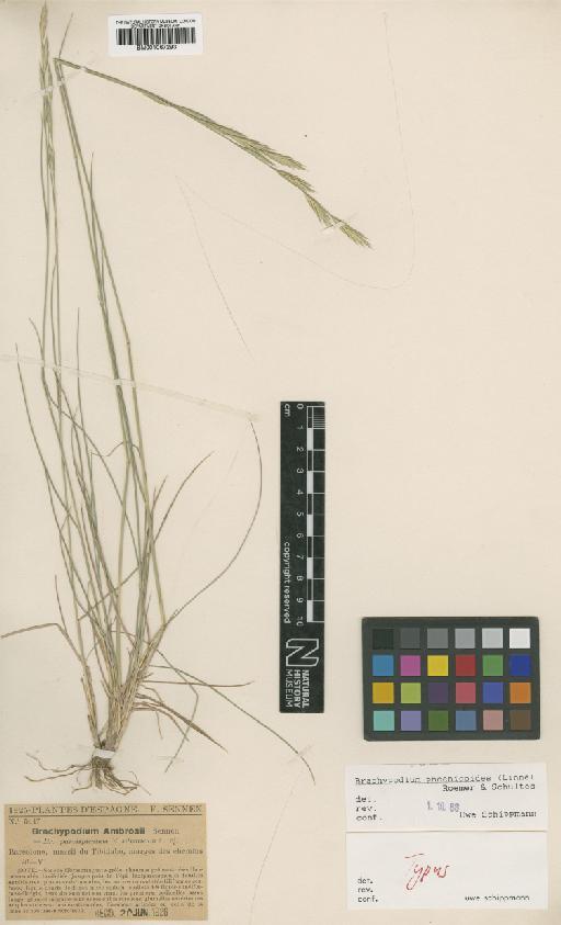Brachypodium phoenicoides (L.) Roem. & Schult. - BM001067293