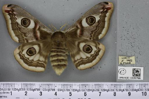 Saturnia pavonia (Linnaeus, 1758) - BMNHE_1530766_198850