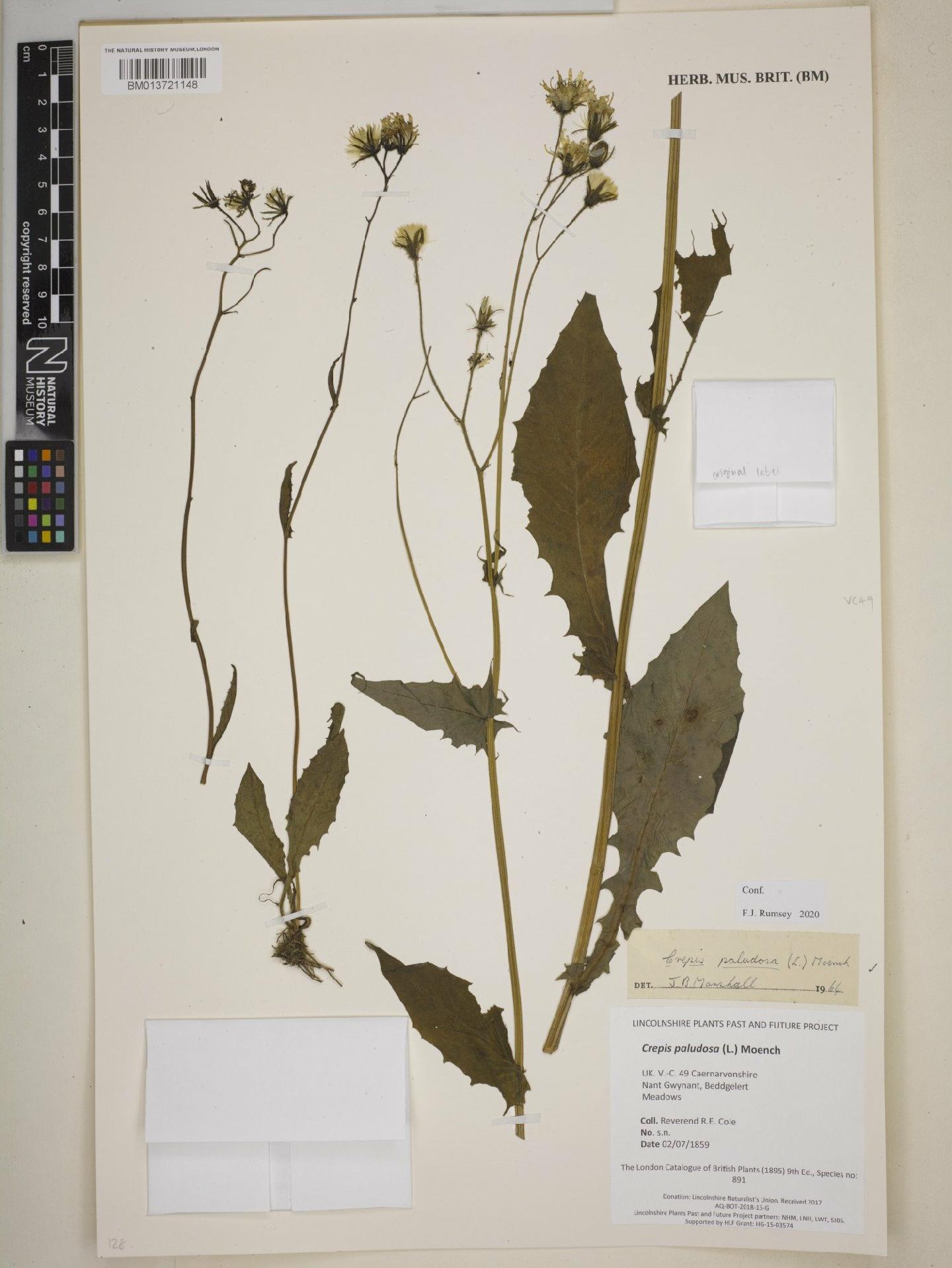 To NHMUK collection (Crepis paludosa (L.) Moench; NHMUK:ecatalogue:9101934)
