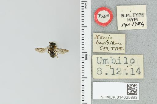 Pseudapis bevisiana (Cockerell, 1917) - 014025893_839193_1668408-