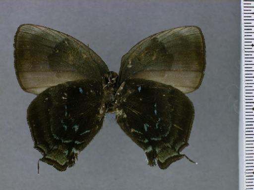 Lepidoptera Linnaeus, 1758 - NHMUK010891010_Theritas_acontius_Goodson_lectotype_Ventral