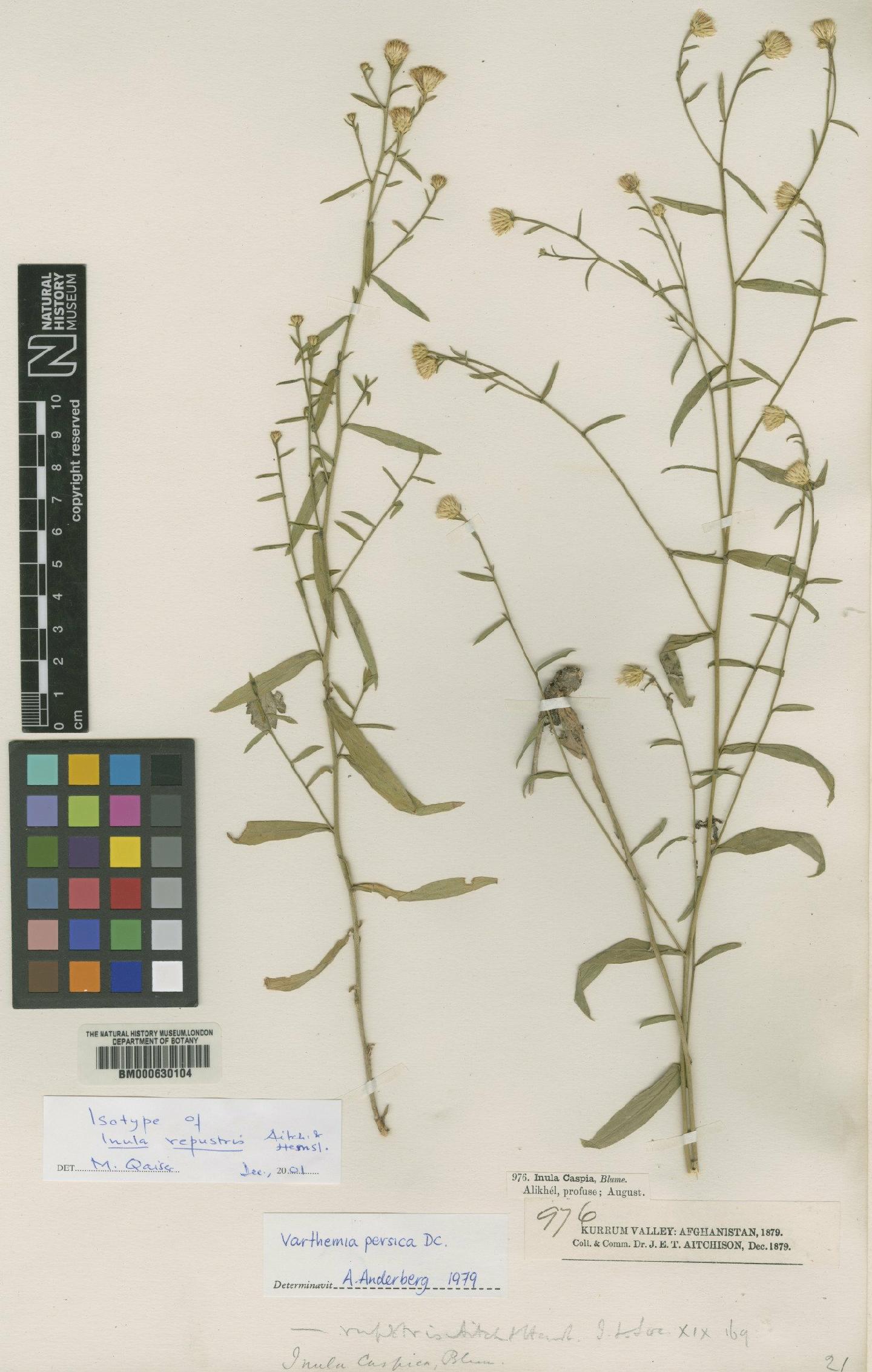 To NHMUK collection (Varthemia persica DC.; Isotype; NHMUK:ecatalogue:4986646)