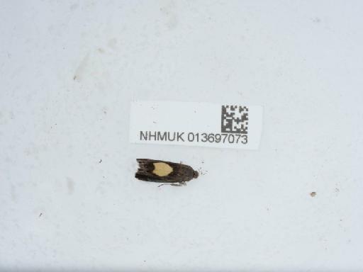 Pammene regiana (Zeller, 1849) - 013697073_4