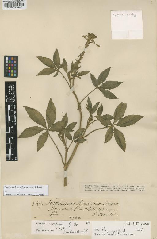 Cleome houstonii R.Br. - BM000574132