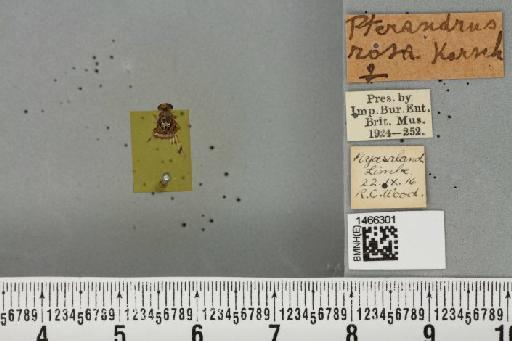 Ceratitis (Pterandrus) Bezzi, 1918 - BMNHE_1466301_26918