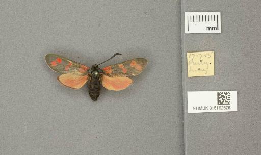 Zygaena (Zygaena) filipendulae stephensi Dupont, 1900 - 015192576_775459_1085133
