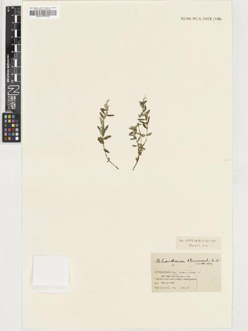 Helianthemum nummularium (L.) Mill - BM001037858