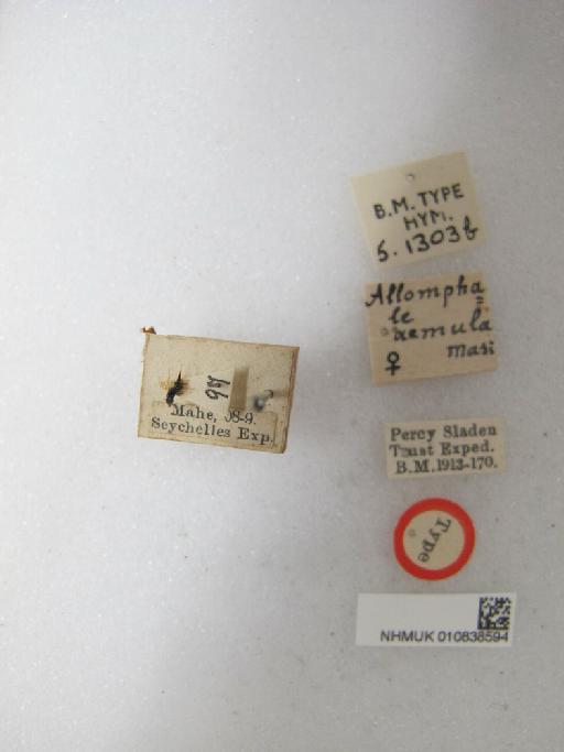 Euderus aemula (Masi, 1917) - 010838594_Allopmhale_aemula_T-5-1303-b_Labels