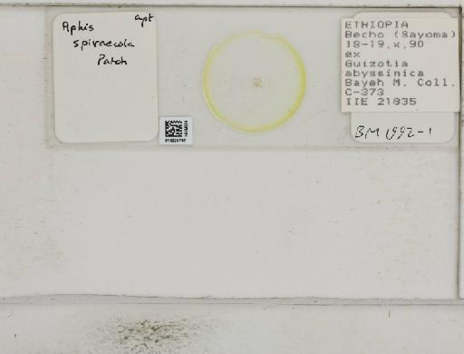 Aphis (Medoralis) spiraecola Patch, 1914 - 014225787_112526_1093088_157716_NoStatus