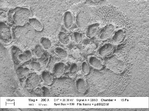 Iyarispora chiass Martha et al., 2019 - PI BZ 7950 - Iyarispora chiass