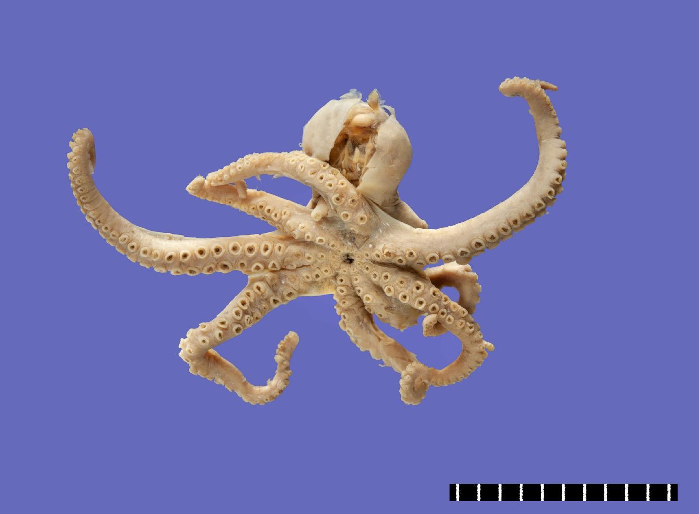 To NHMUK collection (Octopus bandensis Hoyle, 1885; HOLOTYPE; NHMUK:ecatalogue:3503388)