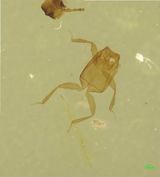 Acrognathus mandibularis Gyllenhal - 010189469__