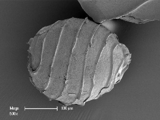 Nitella acuminata A.Braun ex Wallman - OosporeSide