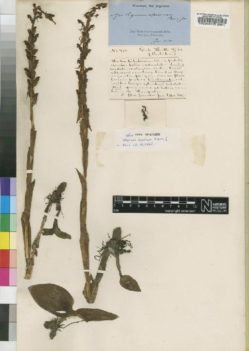 Satyrium riparium Rchb.f. - BM000046123