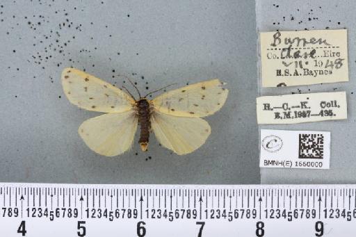 Setina irrorella (Linnaeus, 1758) - BMNHE_1660000_258739