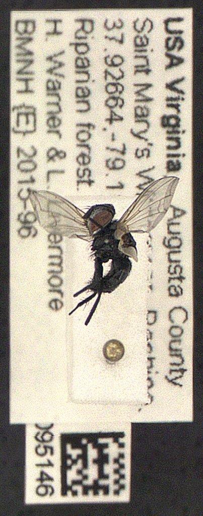 Allophorocera Hendel, 1901 - Diptera 010095146