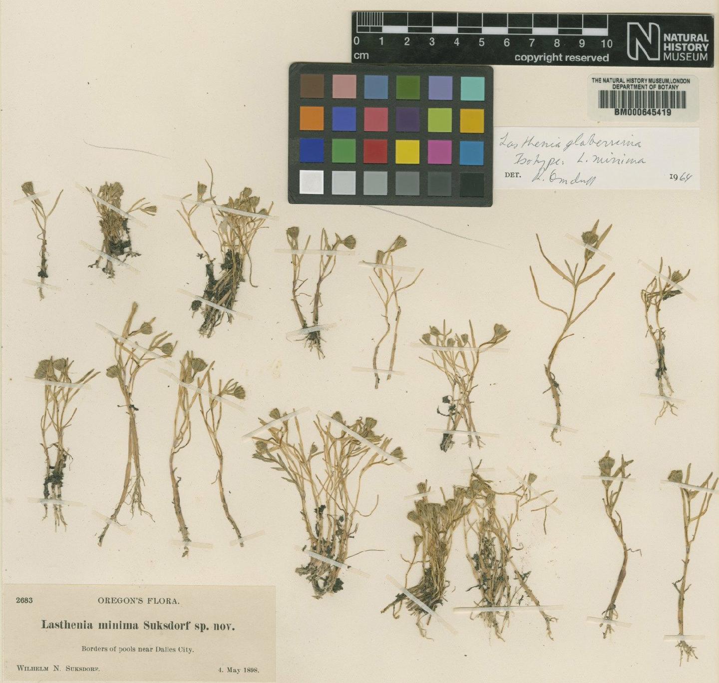 To NHMUK collection (Lasthenia glaberrima DC.; Isotype; NHMUK:ecatalogue:4987391)