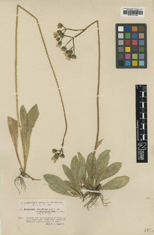 Hieracium scandinavicum subsp. pilipediforme Norrl. - BM001047603